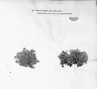Anaptychia ciliaris image